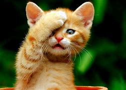 Image result for Cute Cat JPEG