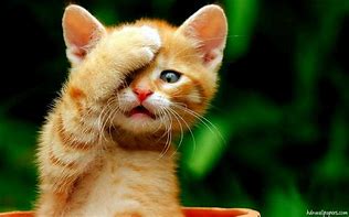 Image result for Cute Cat Wallpaper