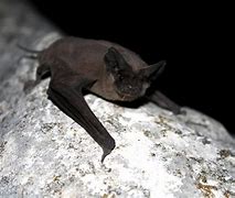 Image result for Cute Animals Bat Color