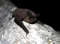 Image result for Bat Phohe