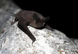 Image result for Pallid Bat