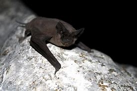 Image result for Straw-Coloured Fruit Bat