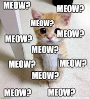 Image result for Maow Cat Meme