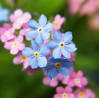 Image result for Masonry Pin Forget Me Not