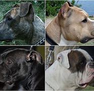 Image result for Types of Pits