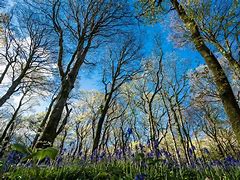 Image result for Forests in Wales