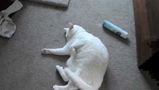 Image result for Cat Catnip Overdose