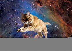 Image result for Free Wallpaper Cat Galaxy