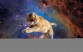 Image result for Shooting Stars Cat