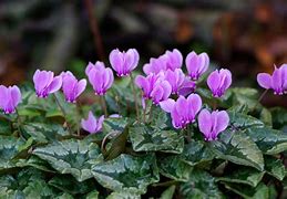 Image result for Cyclamen hederifolium roze