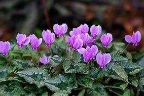 Image result for Cyclamen hederifolium