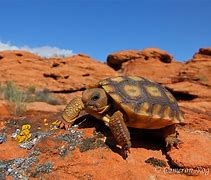 Image result for Desert Tortoise
