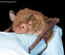 Image result for Bat Cave Bat Phone