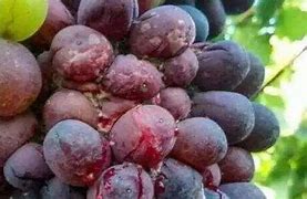 Image result for Grape Sour Rot