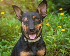 Image result for Guam Stray Dogs