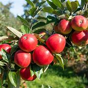 Image result for Apple Tree Nursery