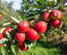Image result for Plant Apple Tree On Front Yard