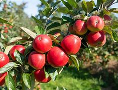 Image result for British Summer Apple Tree