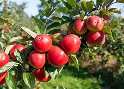 Image result for One Apple Tree with Apple's On the Ground