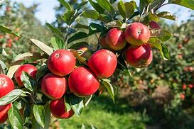 Image result for Apple Tree Cell