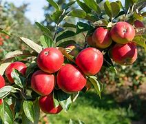 Image result for Apple Tree in Cyprus
