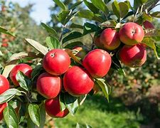 Image result for Plant Apple in America