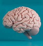 Image result for Human Brain Psychology