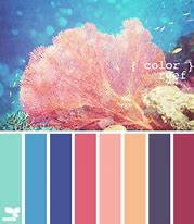 Image result for Apple iPhone XR Colors Coral