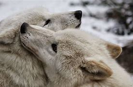 Image result for Wolves Kissing
