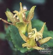 Image result for Tricyrtis latifola Yellow Sunrise