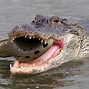 Image result for Crocodile Alligator Side by Side