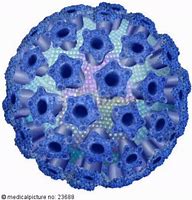Image result for Dogs to Human Papillomavirus