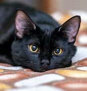 Image result for Fluffy Black Cat Ears
