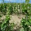 Image result for Remizieres Crozes Hermitage