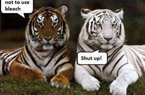 Image result for Tiger Memes Funny