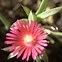 Image result for Delosperma bosseranum