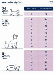 Image result for How Do Cats Age in Human Years