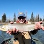 Image result for Colorado River Flathead Fishing