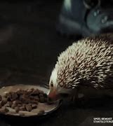 Image result for Hedgehog Eating