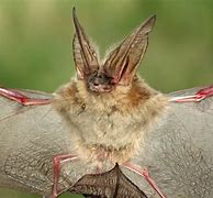 Image result for Colorado Bat Species