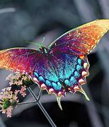 Image result for Pretty Rainbow Butterflies