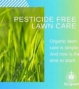 Image result for Moss Lawns Instead of Grass