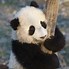 Image result for Cute Funny Baby Pandas