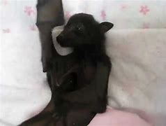 Image result for Baby Bat Yawning