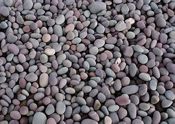Image result for False Bambo Water Pebbles