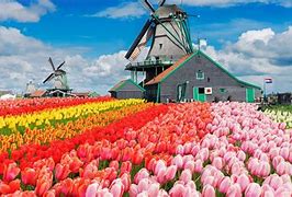 Image result for Bunga Tulip Hooland