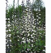 Image result for Baptisia alba Pendula