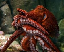 Image result for World Record Octopus