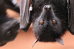 Image result for Bat Eye Color