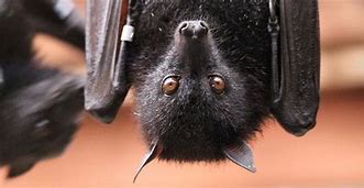 Image result for Bat Eyes Images